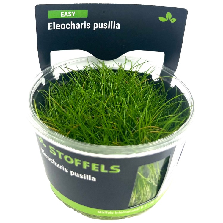 Planta acvariu Stoffels Eleocharis pusilla in vitro - imagine 4